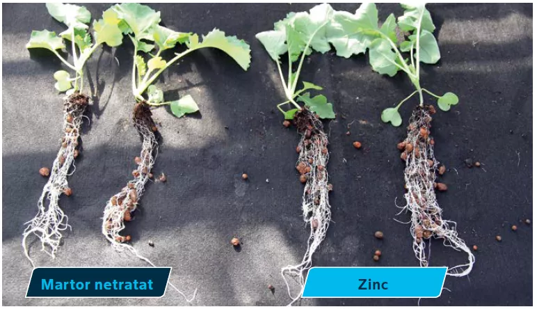 Plant root comparison with zinc treatment